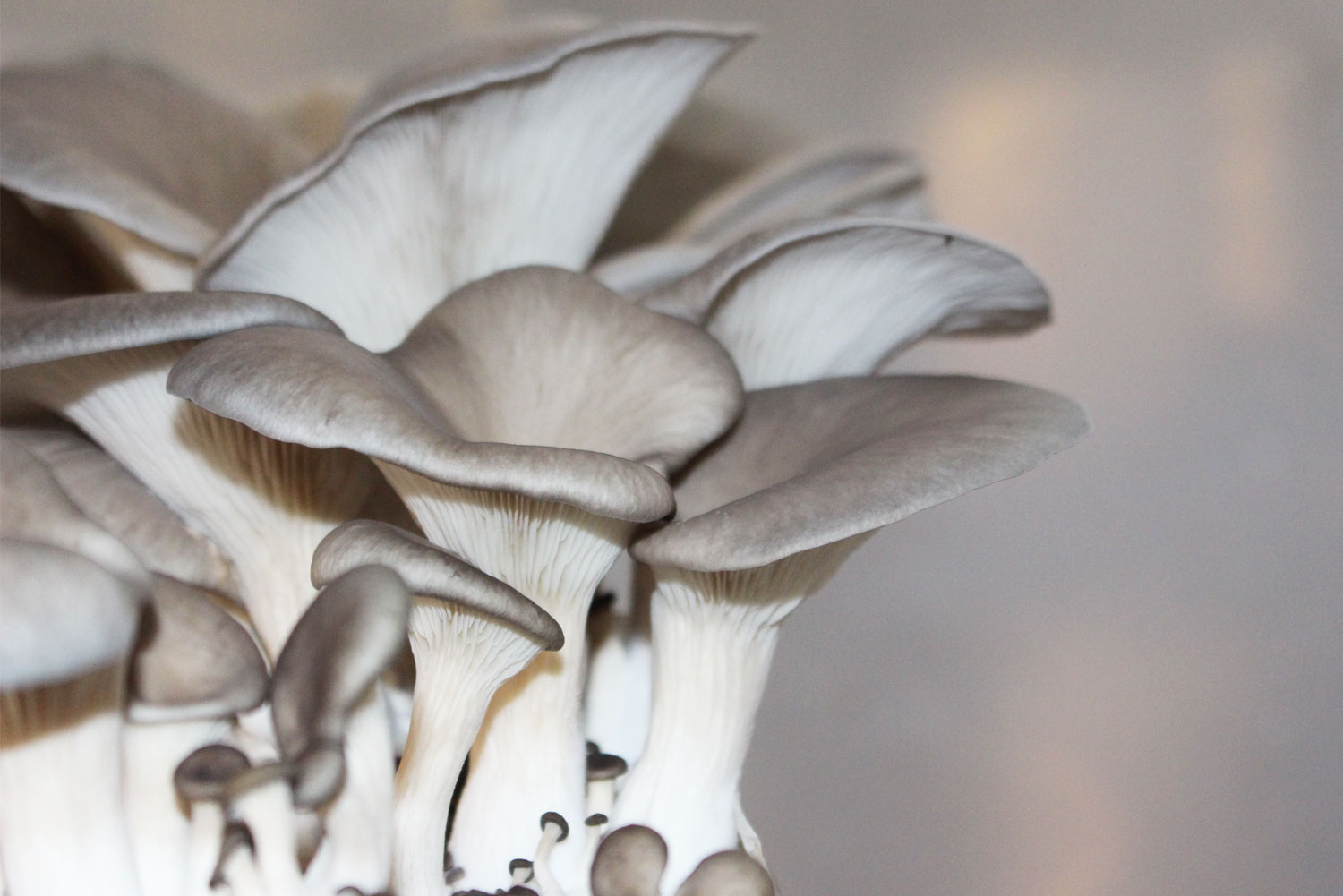 Pleurotus ostreatus