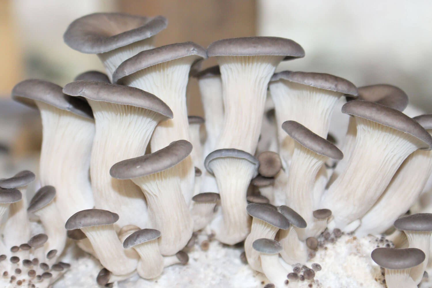 Pleurotus ostreatus