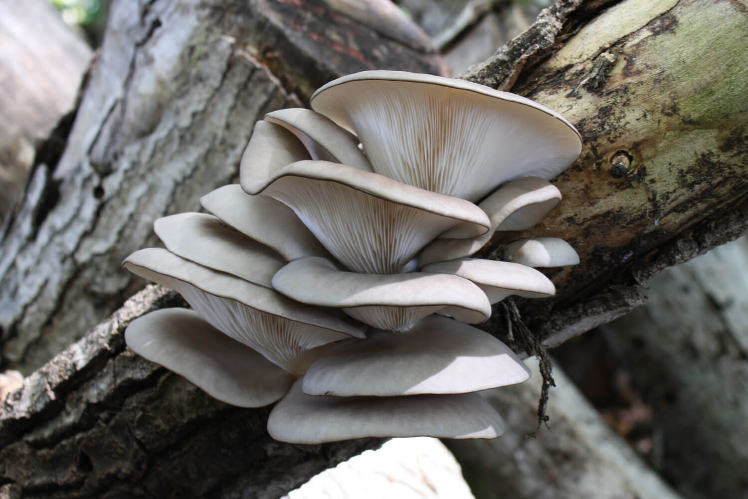 pleurotus hifas da terra